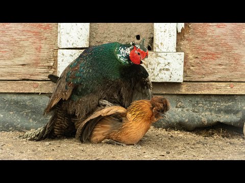 Pheasant breeding chickens