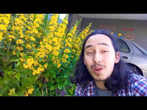 Yellow Loosestrife/ spotted loosestrife / Lysimachia Punctata care / cottage garden perennials