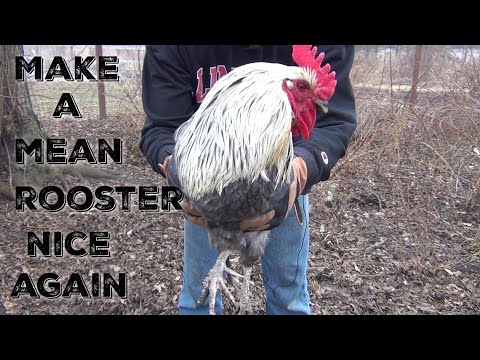 Dealing With An Aggressive Rooster- How To Train A Rooster