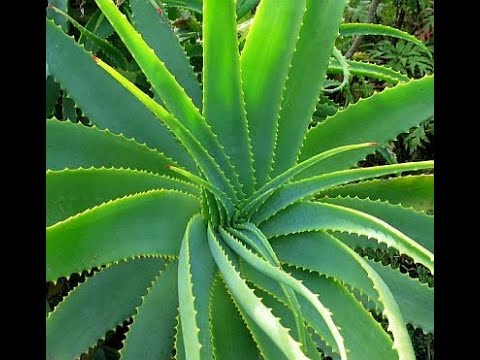 Aloe Barbadensis Miller, Aloe Vera - Usage and Health Benefits