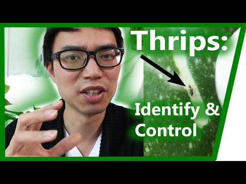 Thrips: How to Identify &amp; Control | House Plant Journal