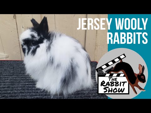 Jersey Wooly Rabbits by Amber Henderson