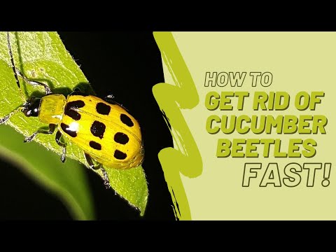 Get Rid of Cucumber Beetles ONCE AND FOR ALL!