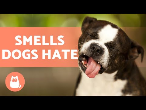 8 SMELLS DOGS HATE 🐶❌ (Some You May Not Know!)
