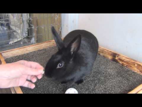 Clicker training Lola the Havana rabbit