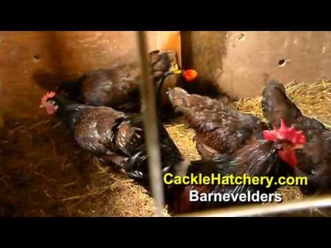 Barnevelder Chicken Breed (Breeder Flock) | Cackle Hatchery