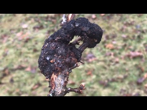 IDENTIFY black knot fungus on your cherry or plum tree (and FIX the problem)