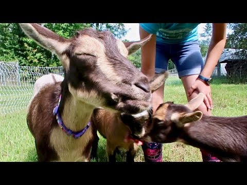 When we Give Our Goats an APPLe this HAPPENs