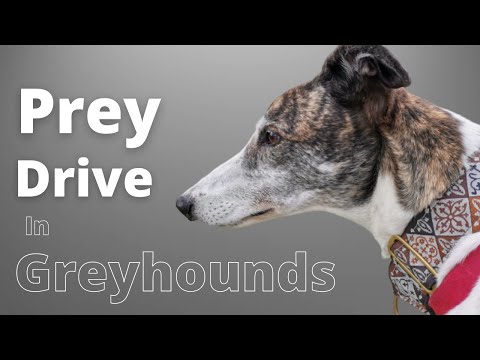 Prey Drive in Greyhounds