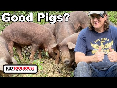 How Have the Red Wattle Pigs Managed on Our Farm?