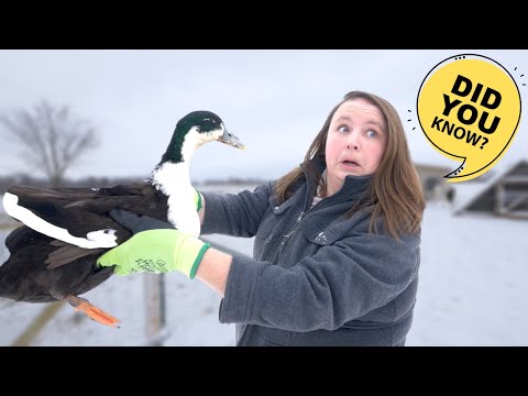 Do DUCKS have TEETH?! &amp; Other things you never wanted to know about Ducks (BUT TOTALLY SHOULD)
