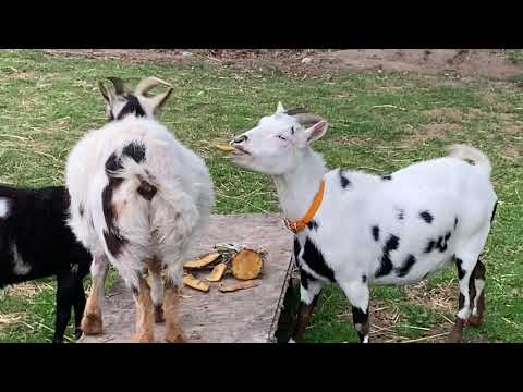 Fainting goats eating pineapple
