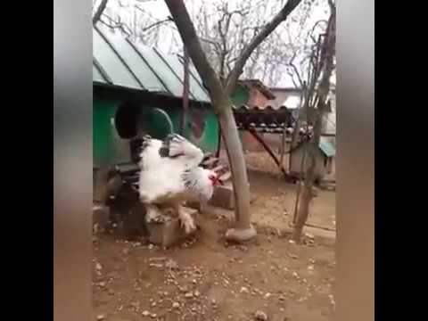 Biggest rooster in the world - MASSIVE Brahma ROOSTER CHICKEN (GIANT CHICKEN)