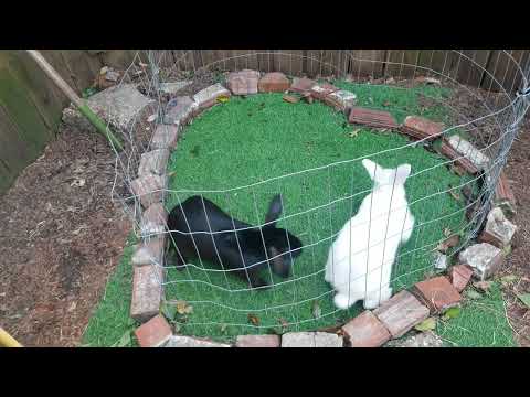 Breeding Rabbits, Buck squeals! New Zealand Black &amp; New Zealand White
