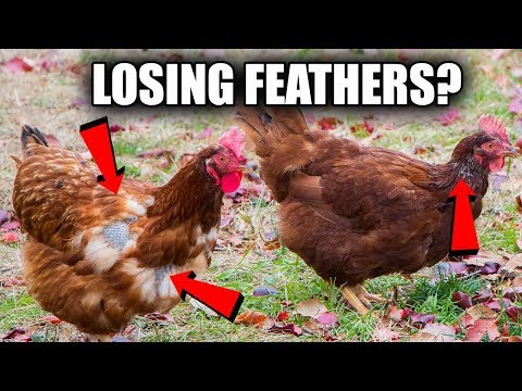 why are my CHICKENS LOSING their FEATHERS?