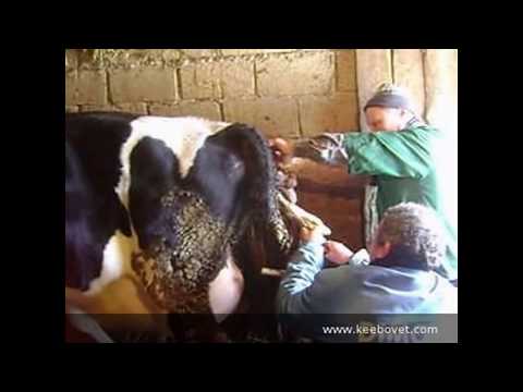 Veterinarian Performs Calving - Helping Cow to Give Birth
