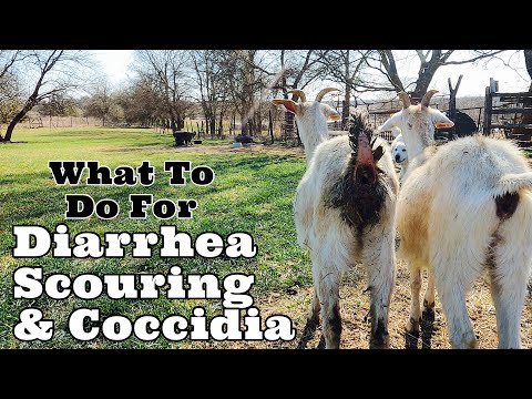 Diarrhea Scouring &amp; Coccidia Here Is What We Do To Prevent &amp; Treat It With | Tips on Raising Goats