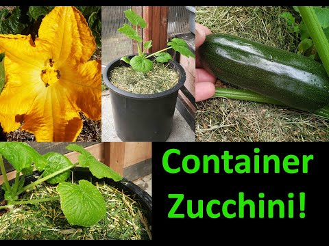 How To Grow Zucchinis In Containers