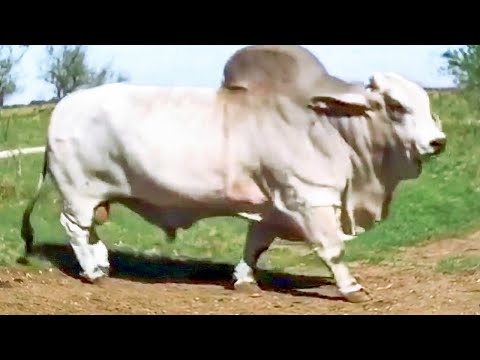 Huge Grey Brahman bulls coming out of trailers and going to meet the cows | JD Hudgins Ranch