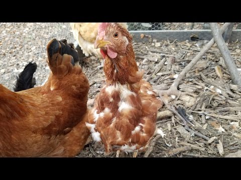 When Chickens Molt: how it looks &amp; what to expect