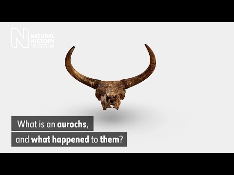 What is an aurochs, and what happened to them? | Natural History Museum