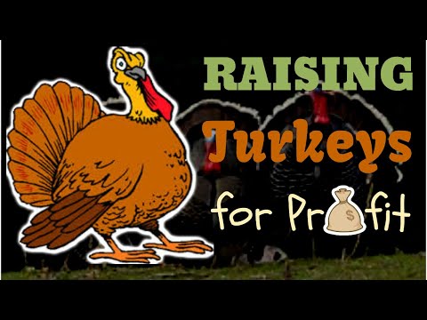 Raising Turkeys For Profit
