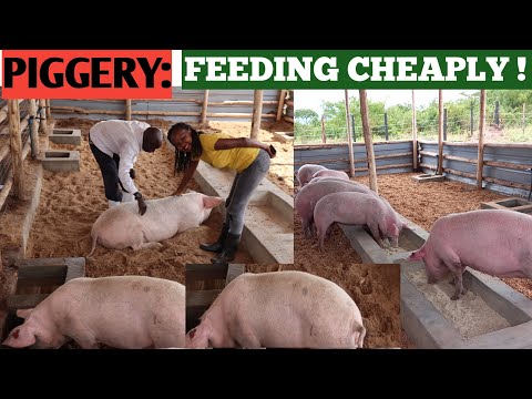 How To Feed PIGS At A Low COST! ( Cheap Feeds)+ When To DEWORM PIGS.