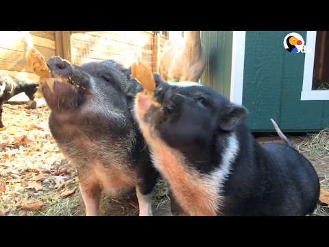 Rescue Pigs Can&#039;t Stop Eating Peanut Butter | The Dodo
