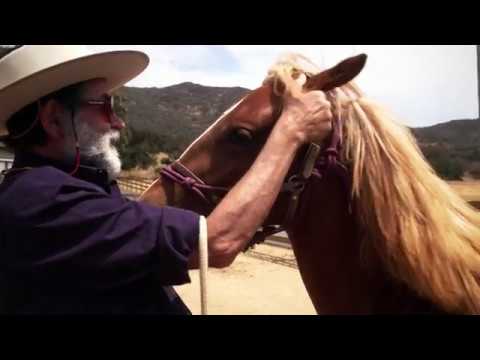 Saving the Santa Cruz Island Horse | Daily Planet