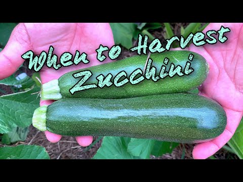 When and How to Harvest Zucchini (Natural Geo)