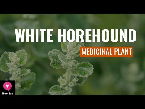 Discover the Astonishing Benefits of White Horehound! | Medicinal Plant | Blissed Zone