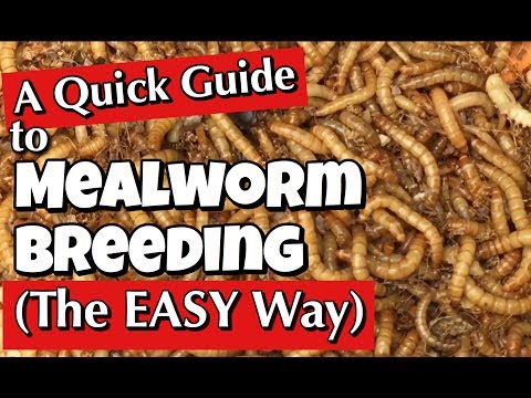 Mealworms: A Quick Guide to Breeding the Easy Way