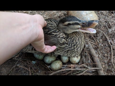 Duck Eggs Hatching | Duck Harvesting Eggs to Chicks