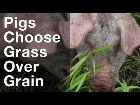 Pigs Choose Grass Over Grain