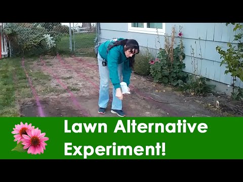 Lawn Alternative Experiment, Part 1: Prepping &amp; Seeding!