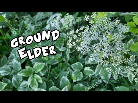 Ground Elder - Goutweed - Bishop&#039;s Weed