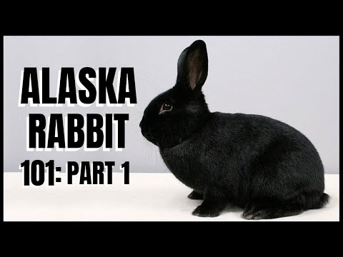 Alaska Rabbit 101: Part 1