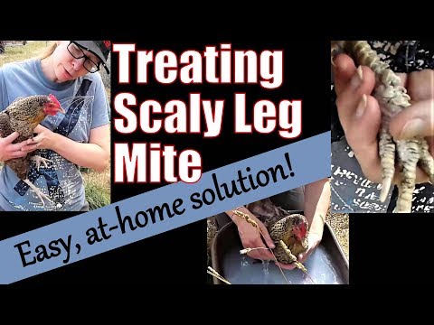 Treating Chickens&#039; Scaly Leg Mite