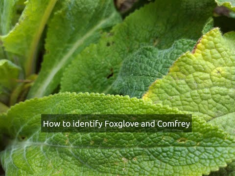 How to identify Foxglove (Digitalis) and Comfrey (Symphytum Orientale)