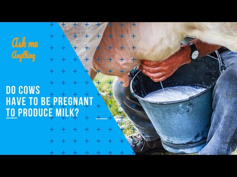 Do Cows Have to be Pregnant to Produce Milk? How Do Cows Produce Milk When not Pregnant?