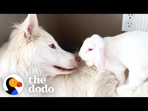 Dog Can&#039;t Stop Smiling When He Gets A Bunny Sister | The Dodo Odd Couples