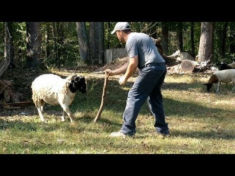 The Shepherd vs. The Ram | What we had to do with our aggressive ram