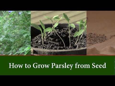 How to Grow Parsley Plants from Seed and How to Speed up Germination.