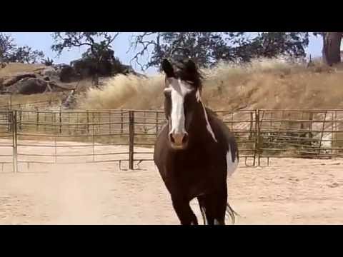 Galindo - Colonial Spanish Wilbur-Cruce Mission Horse stallion