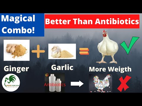 How To Use Garlic And Ginger Supplement For Broiler Weight Gain: As Alternative To Antibiotics