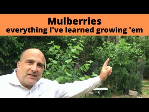 How to grow Mulberries! Mulberry Trees produce fruit for 100+ years from ONE tree.