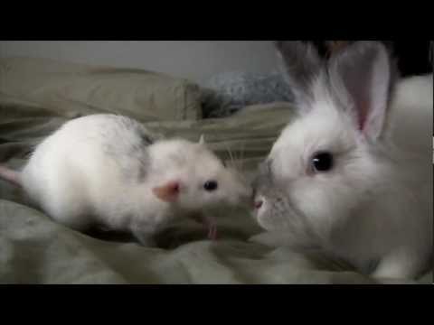 Ritva the Rat meets Steamy the Rabbit