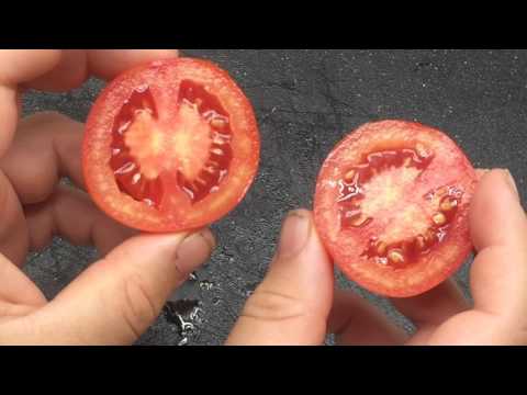Red Siberian Tomato: Early Tomato