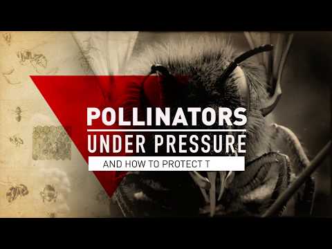 Pollinators Under Pressure