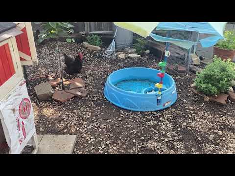 The Best Ground Material for Your Chicken Run - Five Minute Chicken Tips!